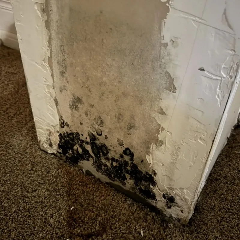 Professional Mold Removal in Welsh, LA